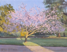 Blossom tree, Grove-Park  -  6x8