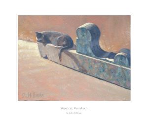 Street cat, Marrakech